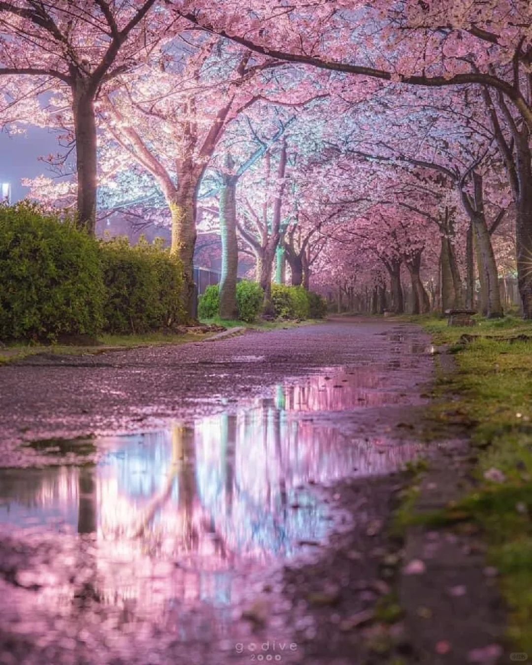 每日壁纸头像分享-Japan spring-