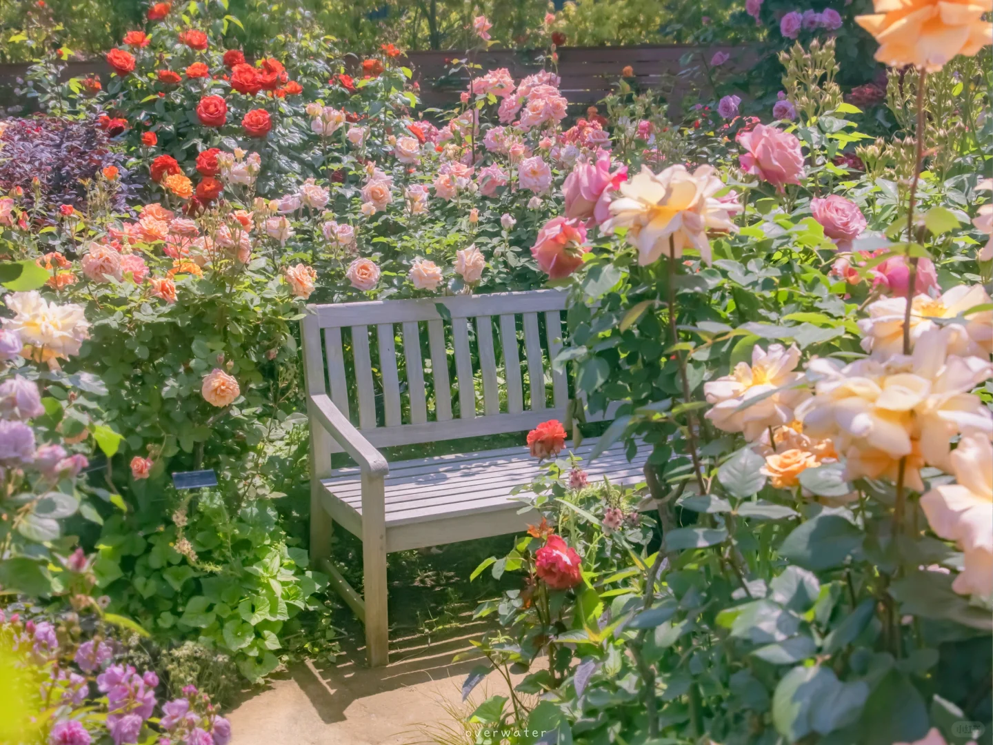 花?丨平板电脑 iPad壁纸 桌面壁纸