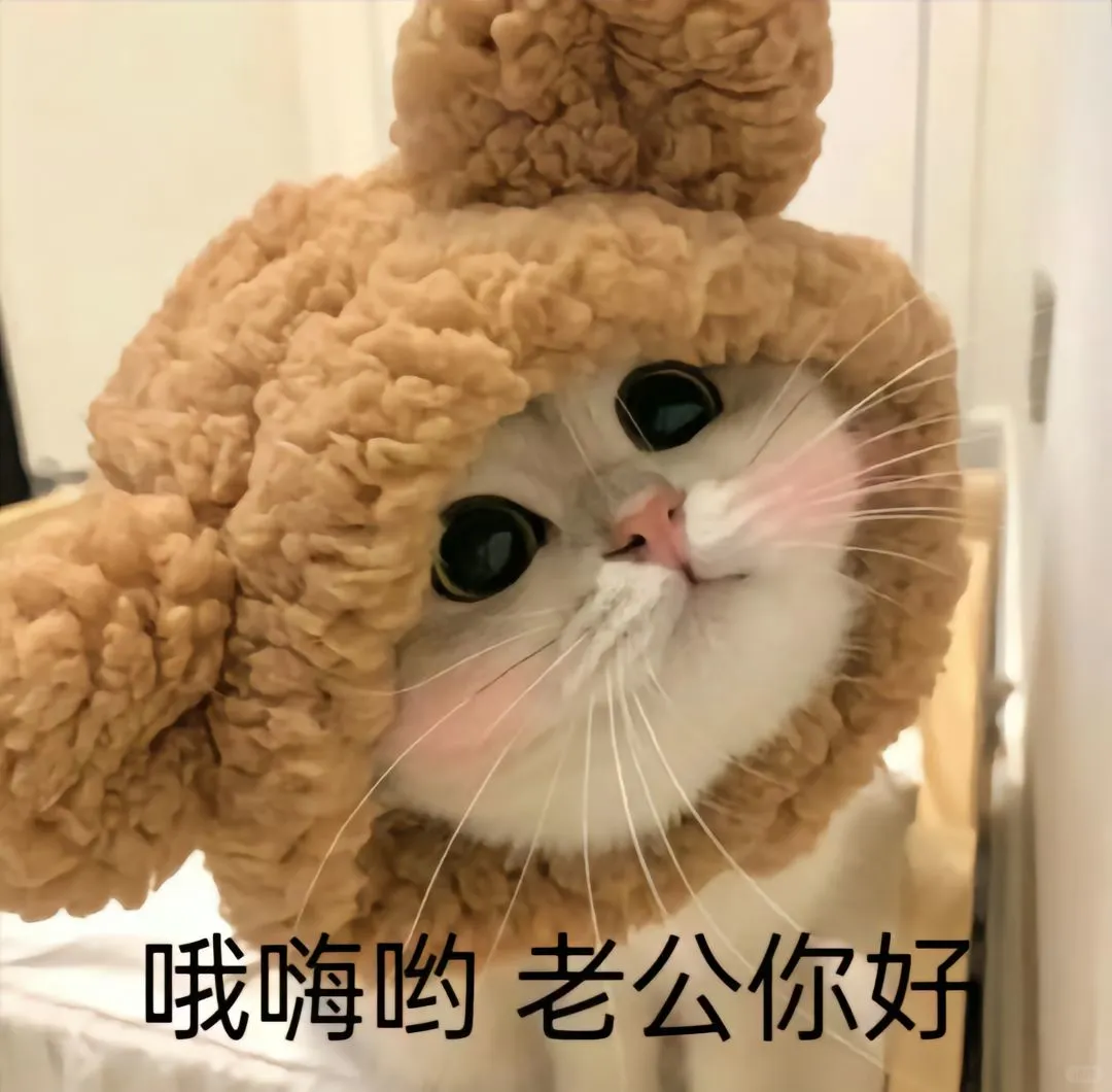 猫咪情侣表情包