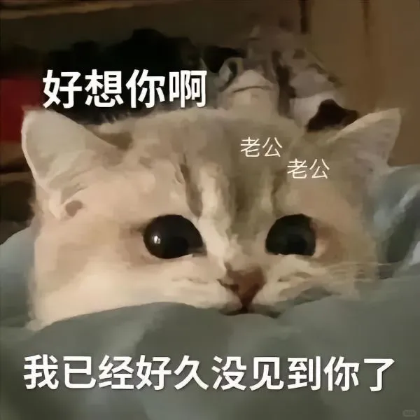 猫咪情侣表情包