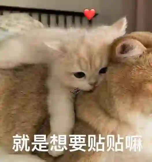 ?猫咪表情包