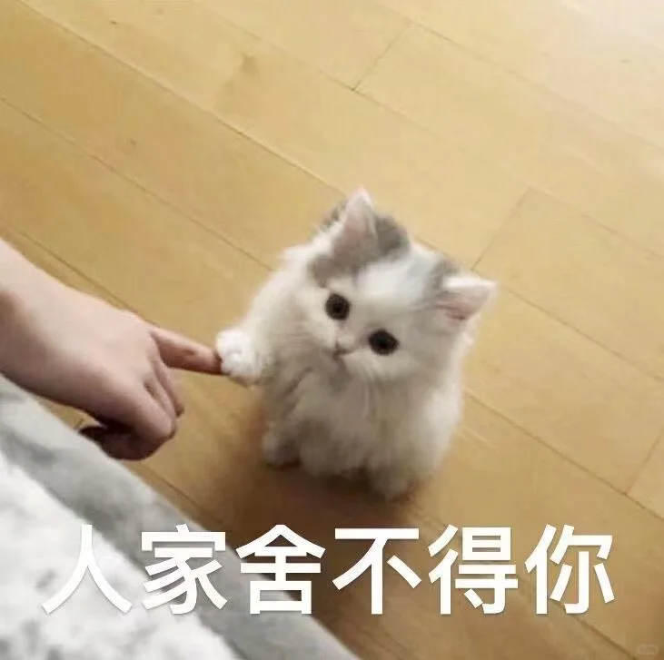 ?猫咪表情包