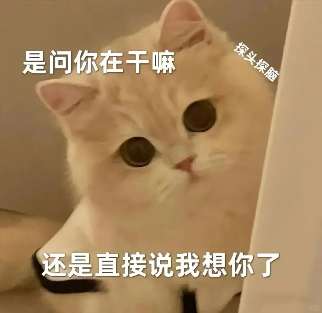 猫咪情侣表情包