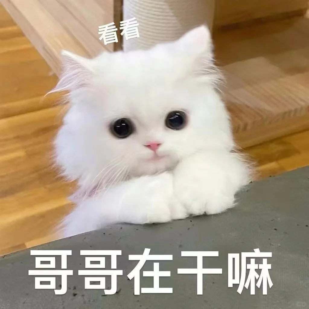 ?猫咪表情包