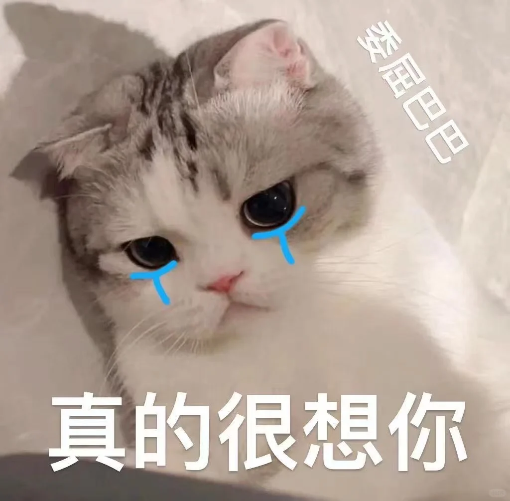 🌟猫咪表情包