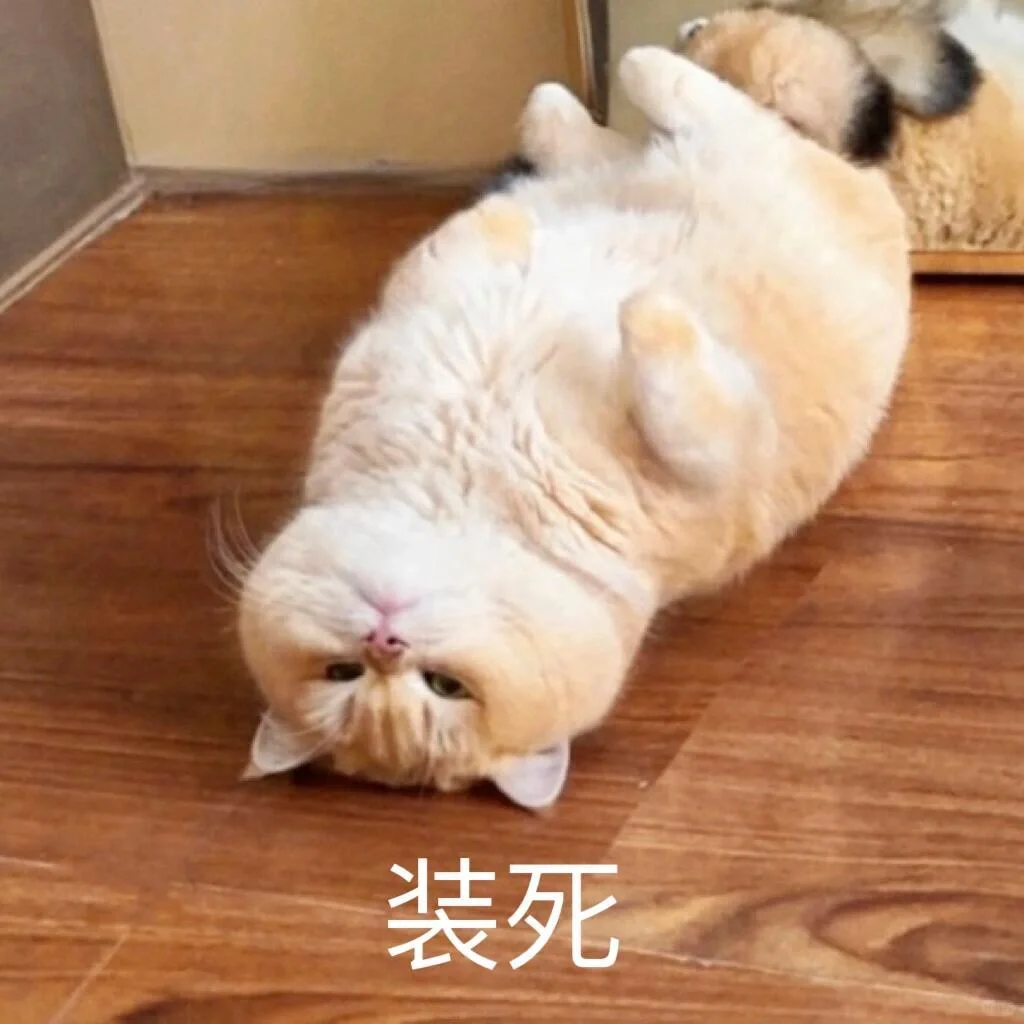 可爱猫猫表情包