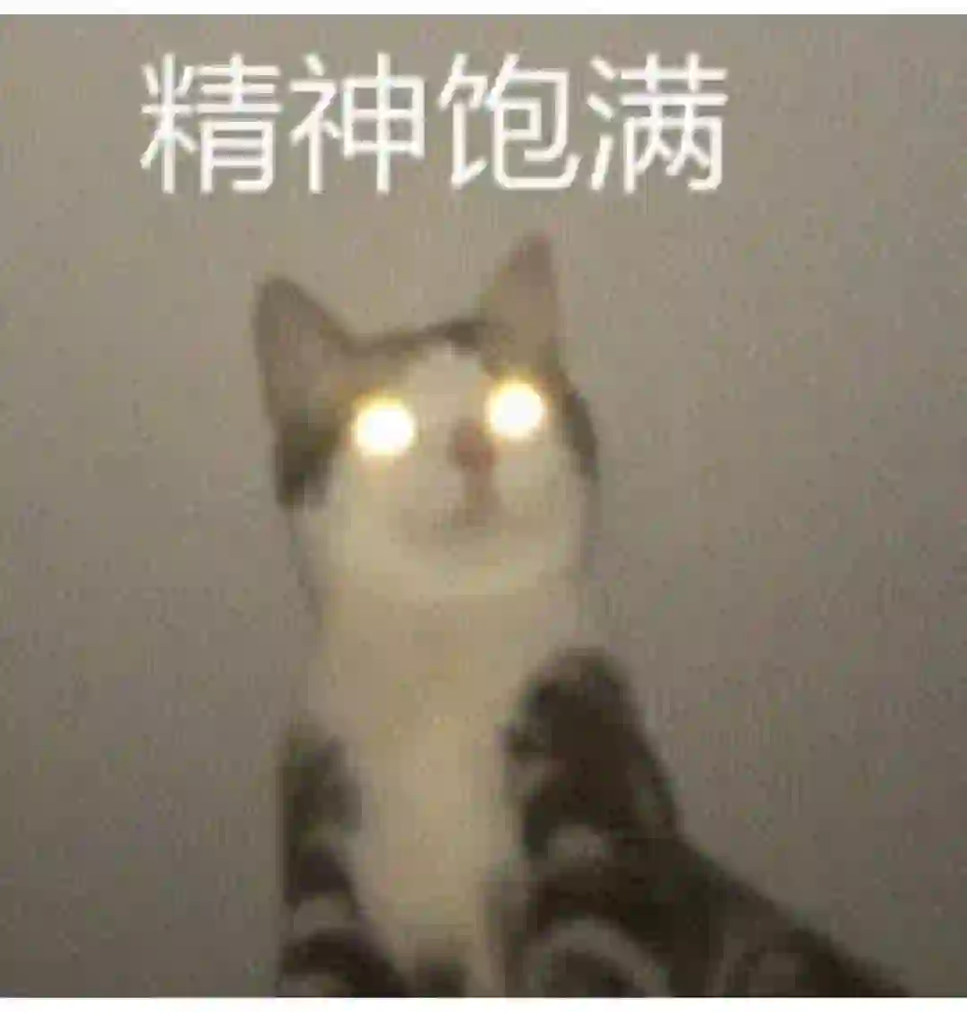 猫猫表情包