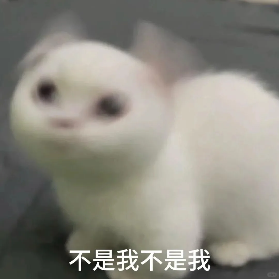 小猫表情包