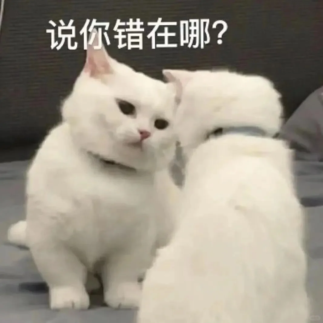 小猫表情包