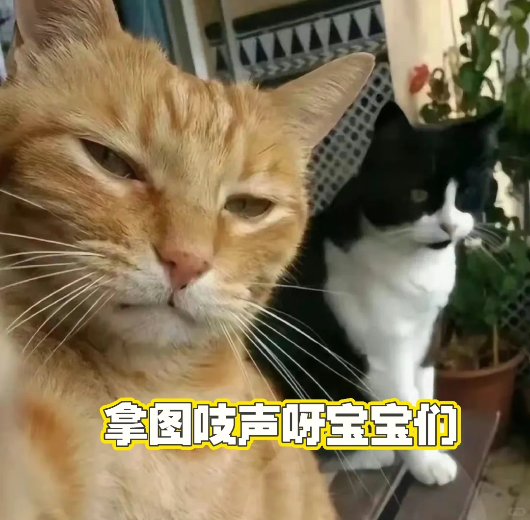 修猫表情包(៸៸᳐⦁⩊⦁៸៸᳐ )੭奶牛猫易如反掌