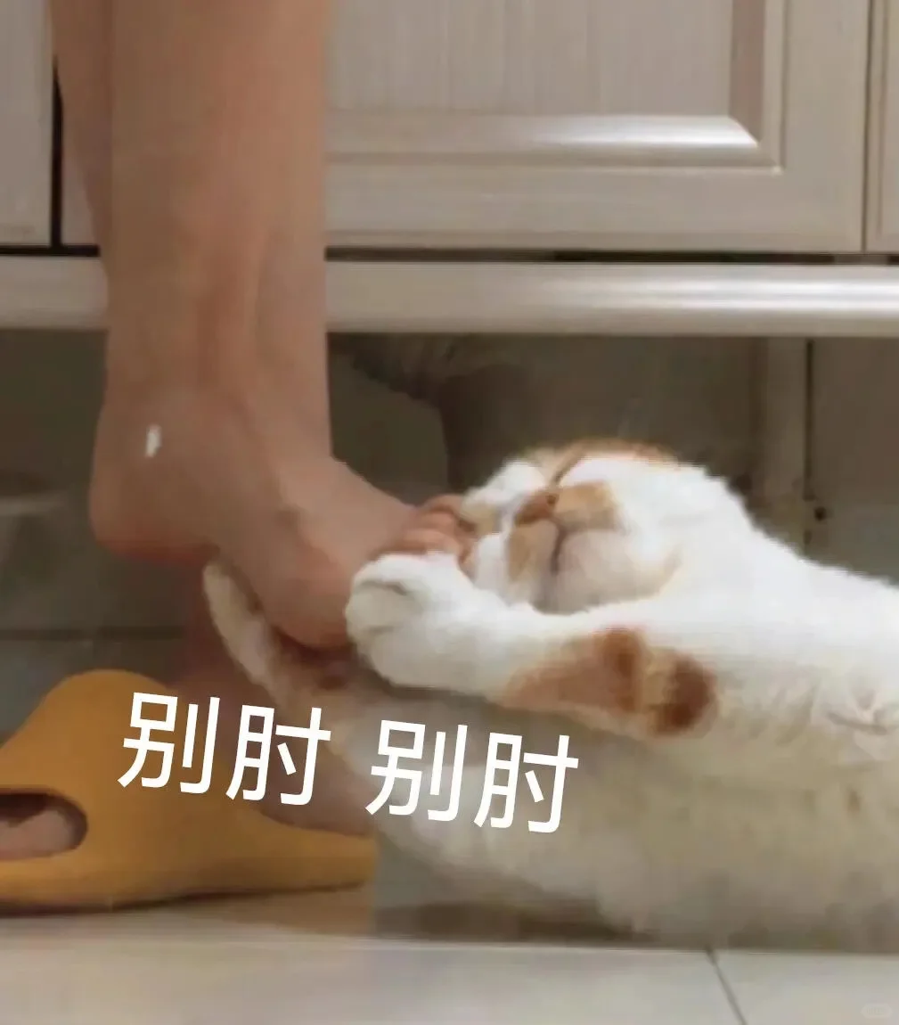 小猫表情包