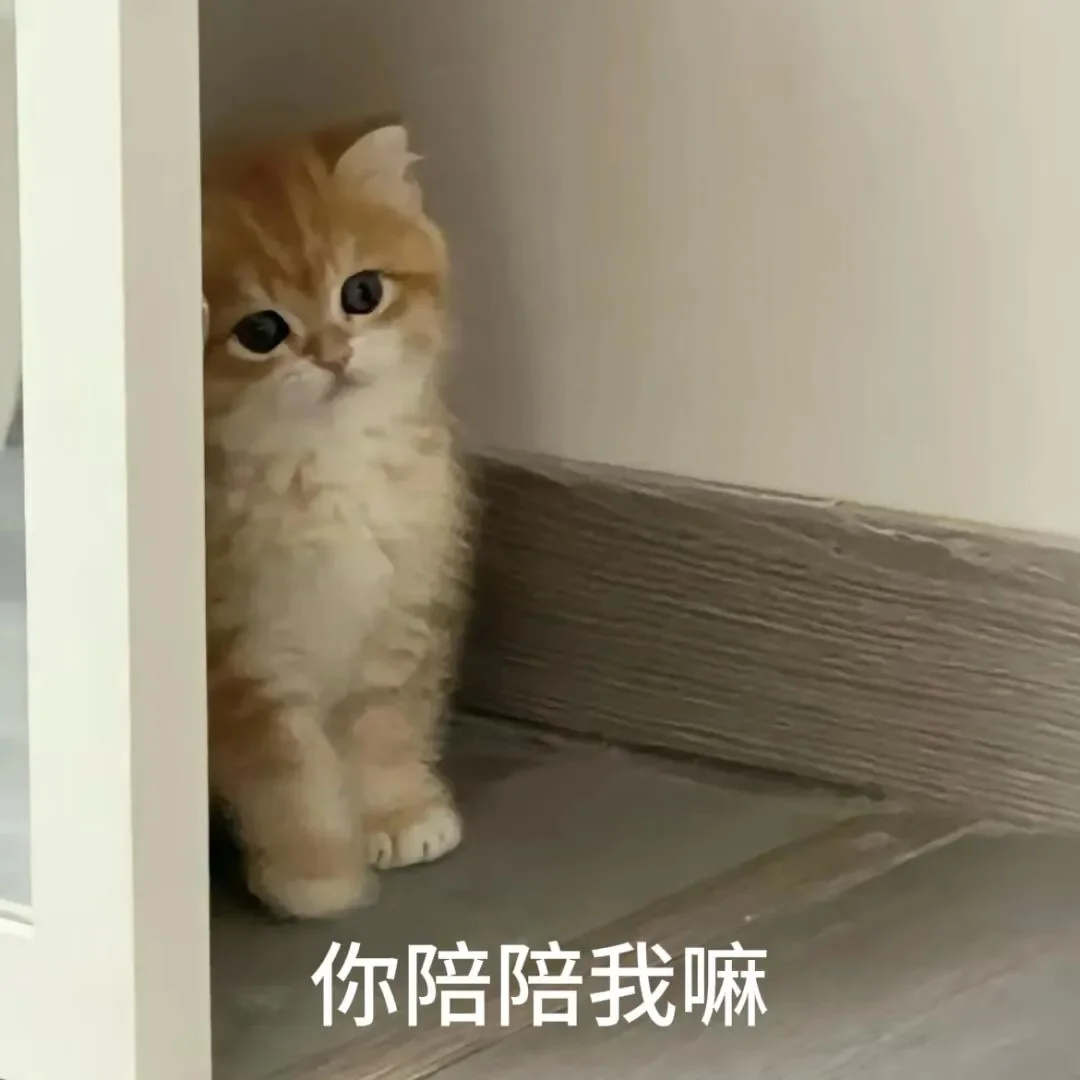 小猫表情包