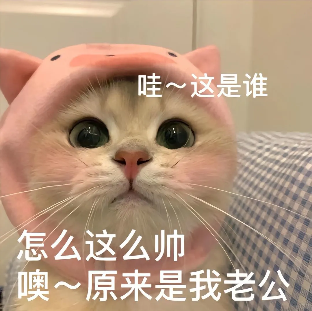 猫咪情侣表情包