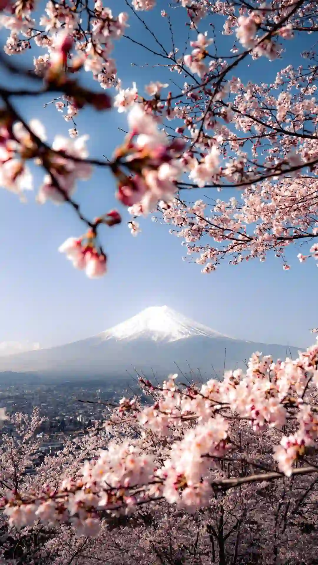 每日屏幕壁纸分享｜Spring in Japan?