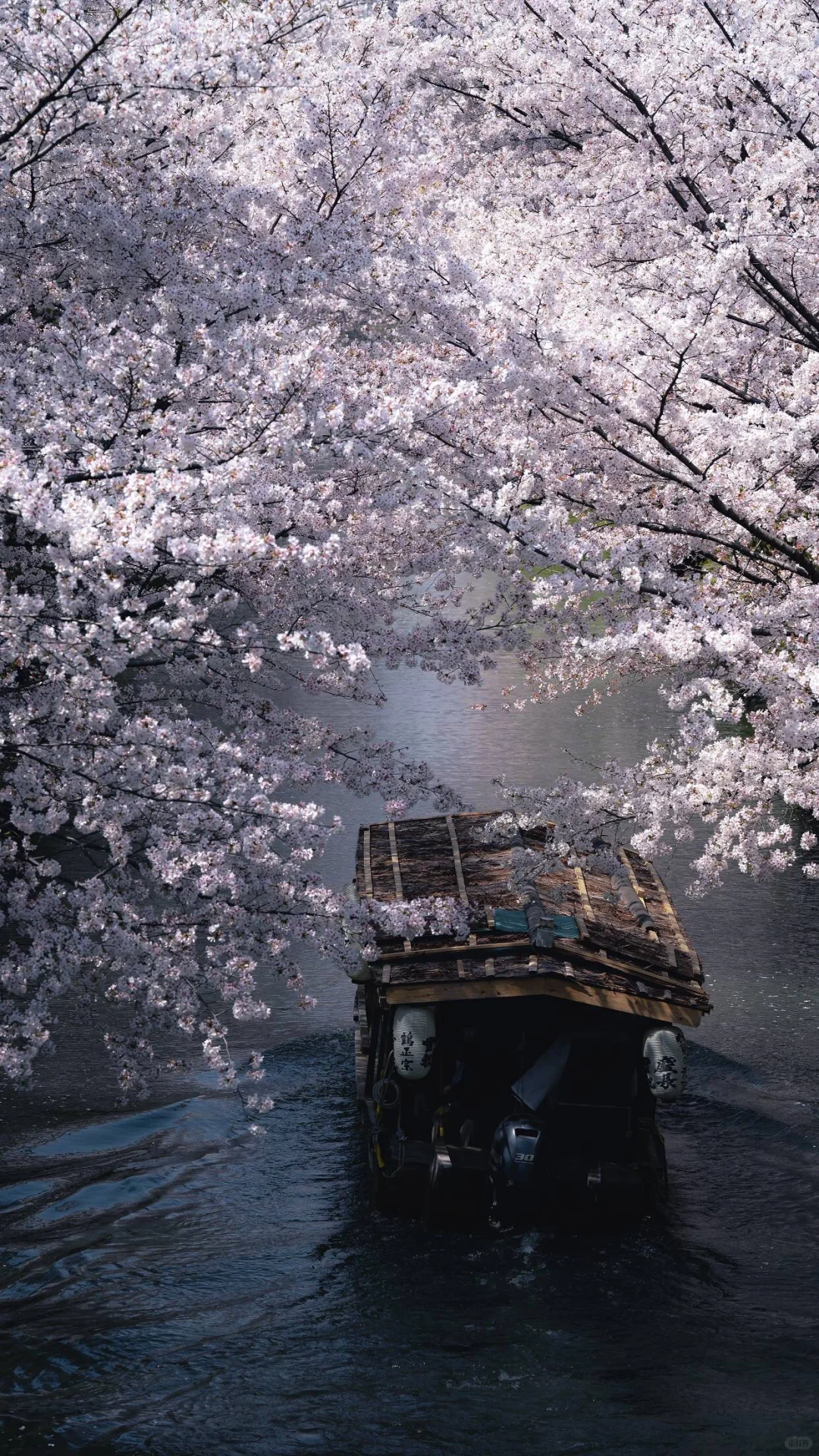 每日屏幕壁纸分享｜Spring in Japan?