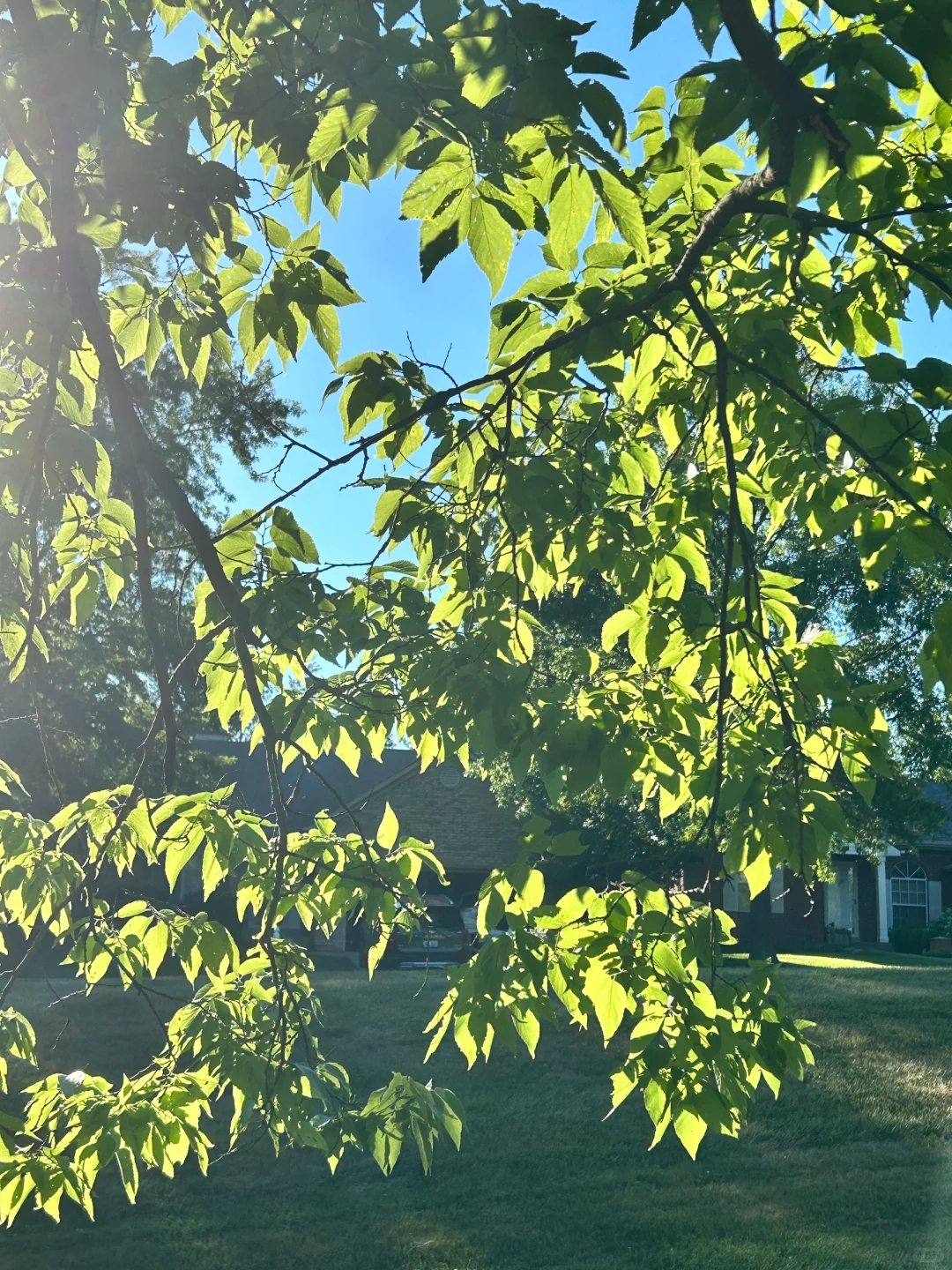 植物系｜小麦色的女孩，是大自然的女儿！