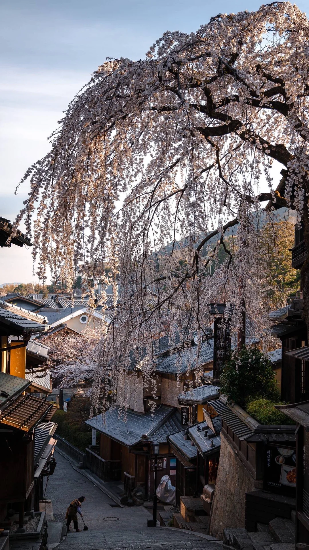 每日屏幕壁纸分享｜Spring in Japan?