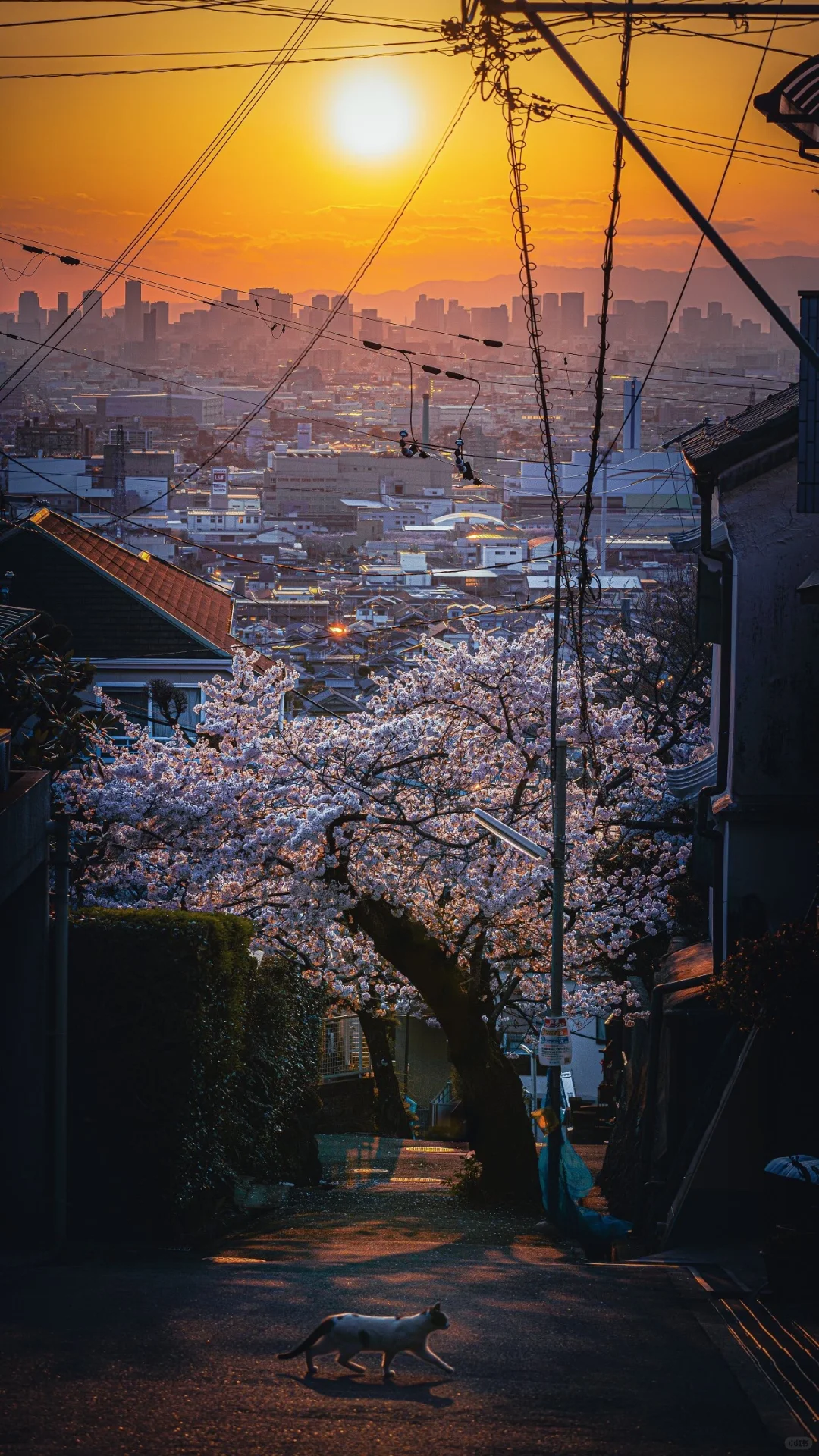 每日屏幕壁纸分享｜Spring in Japan🌸