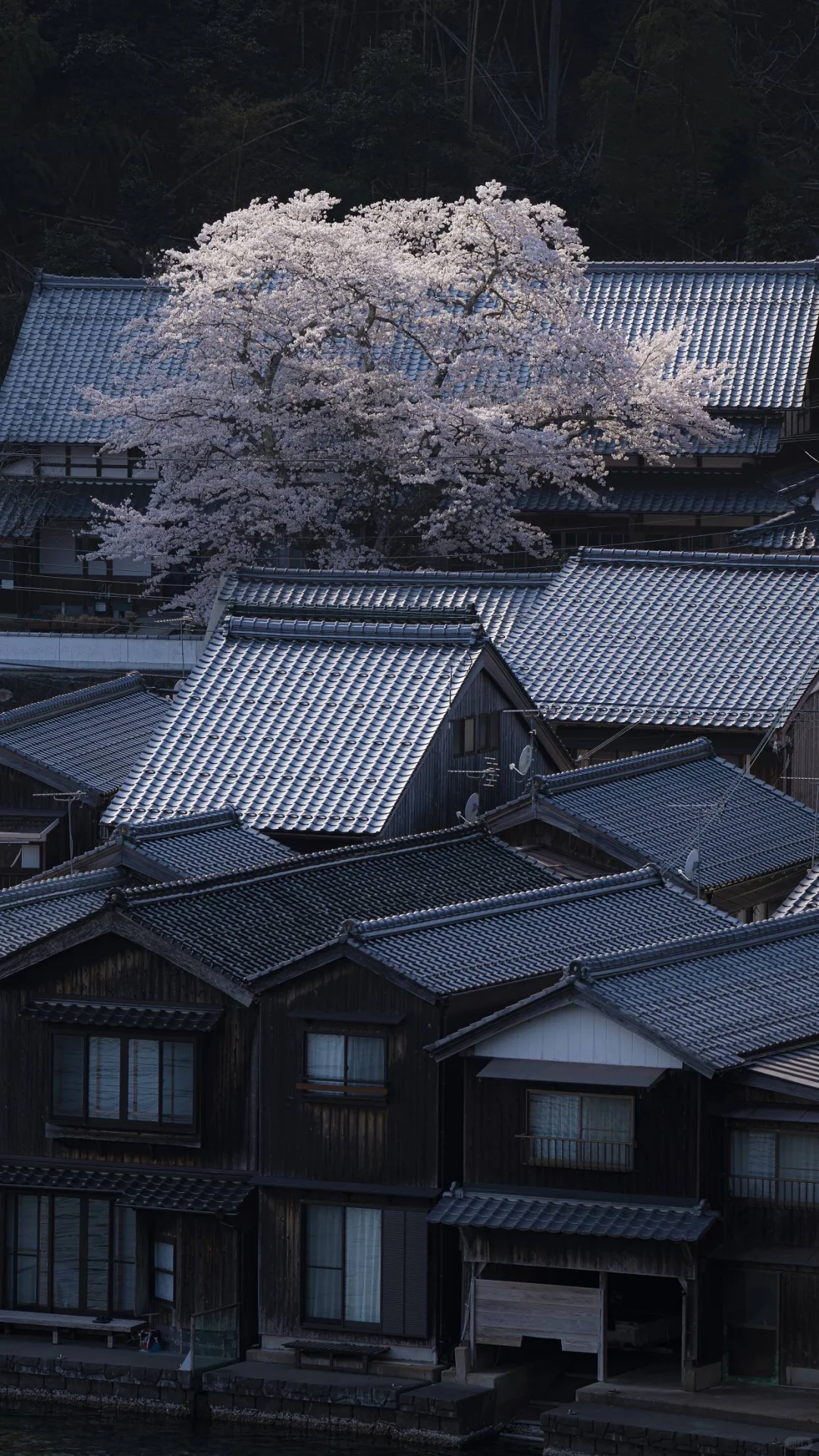 每日屏幕壁纸分享｜Spring in Japan?