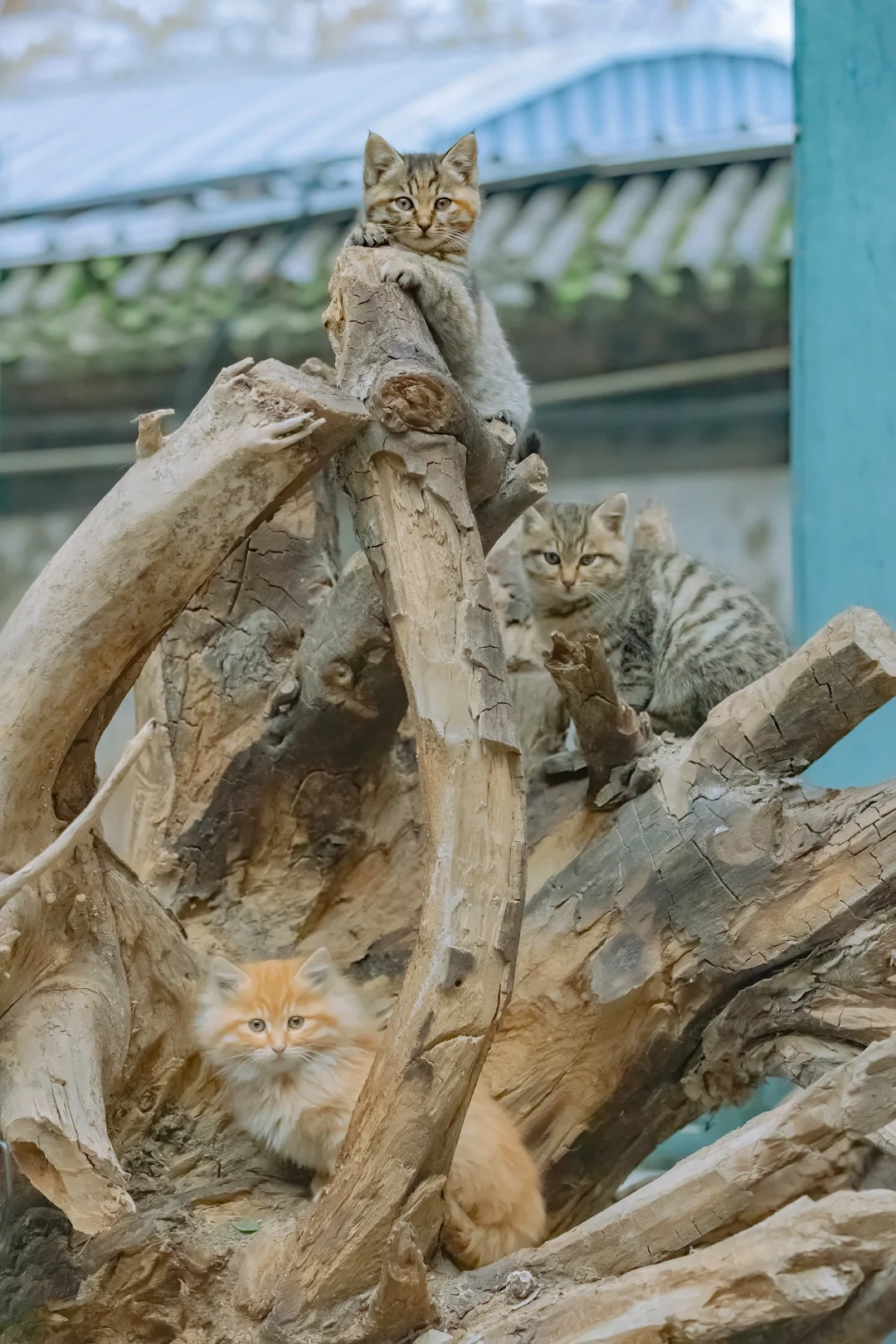 得意之作｜治愈人心的猫猫日历壁纸（五）