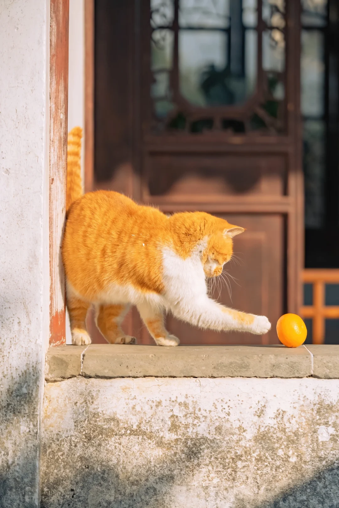 得意之作｜治愈人心的猫猫日历壁纸（五）