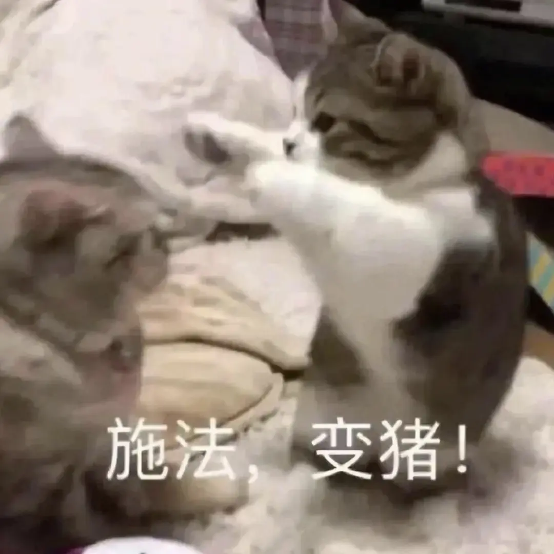 可爱猫猫狗狗的表情包好喜欢啊