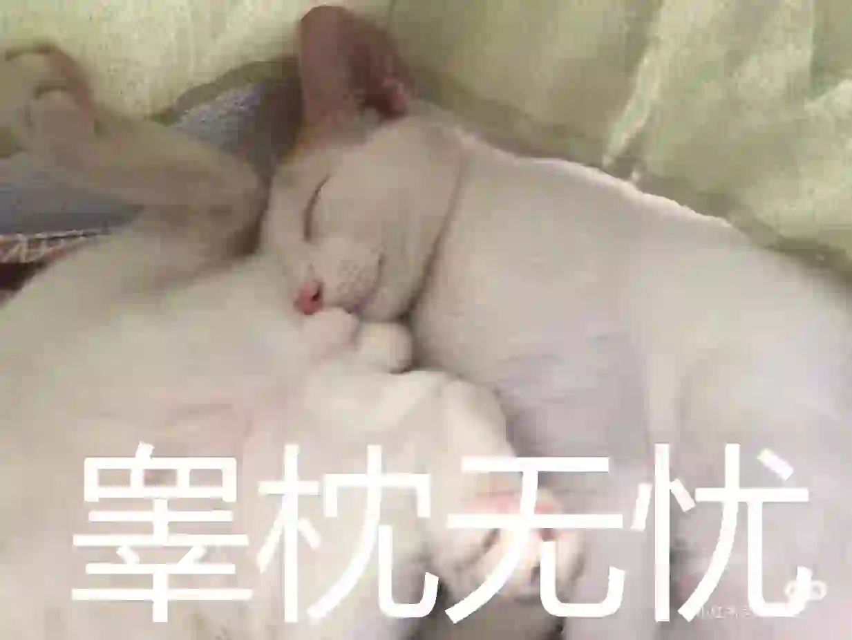 逆天猫咪表情包