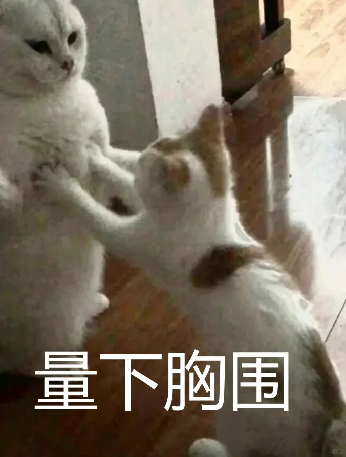 逆天猫咪表情包