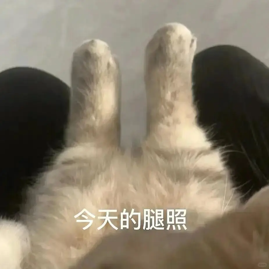 可爱猫猫狗狗的表情包好喜欢啊