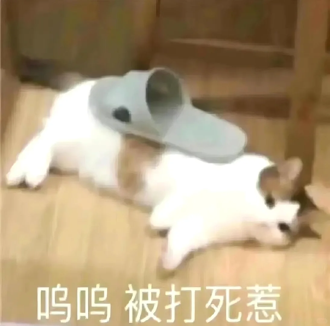 猫meme的那些情绪表达|表情包