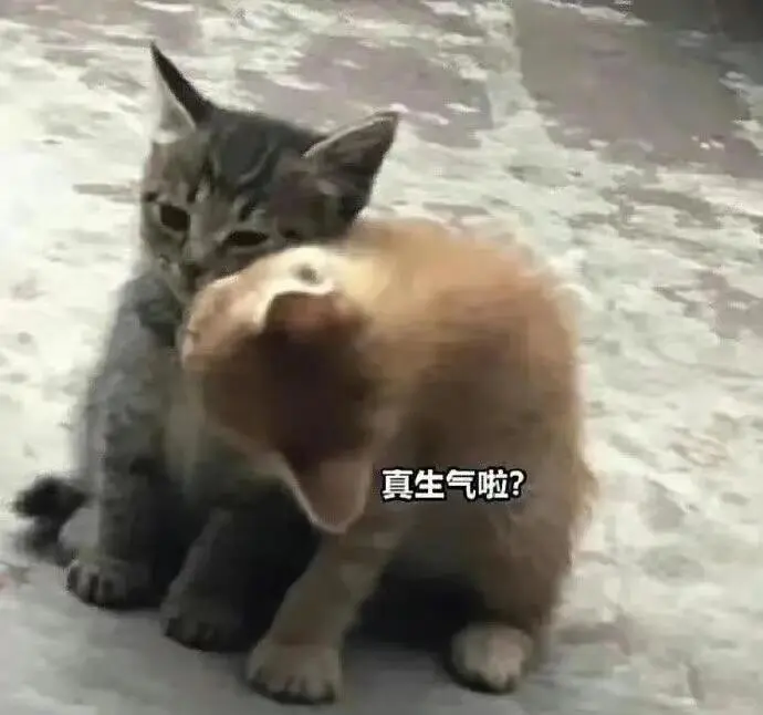 可爱猫猫狗狗的表情包好喜欢啊