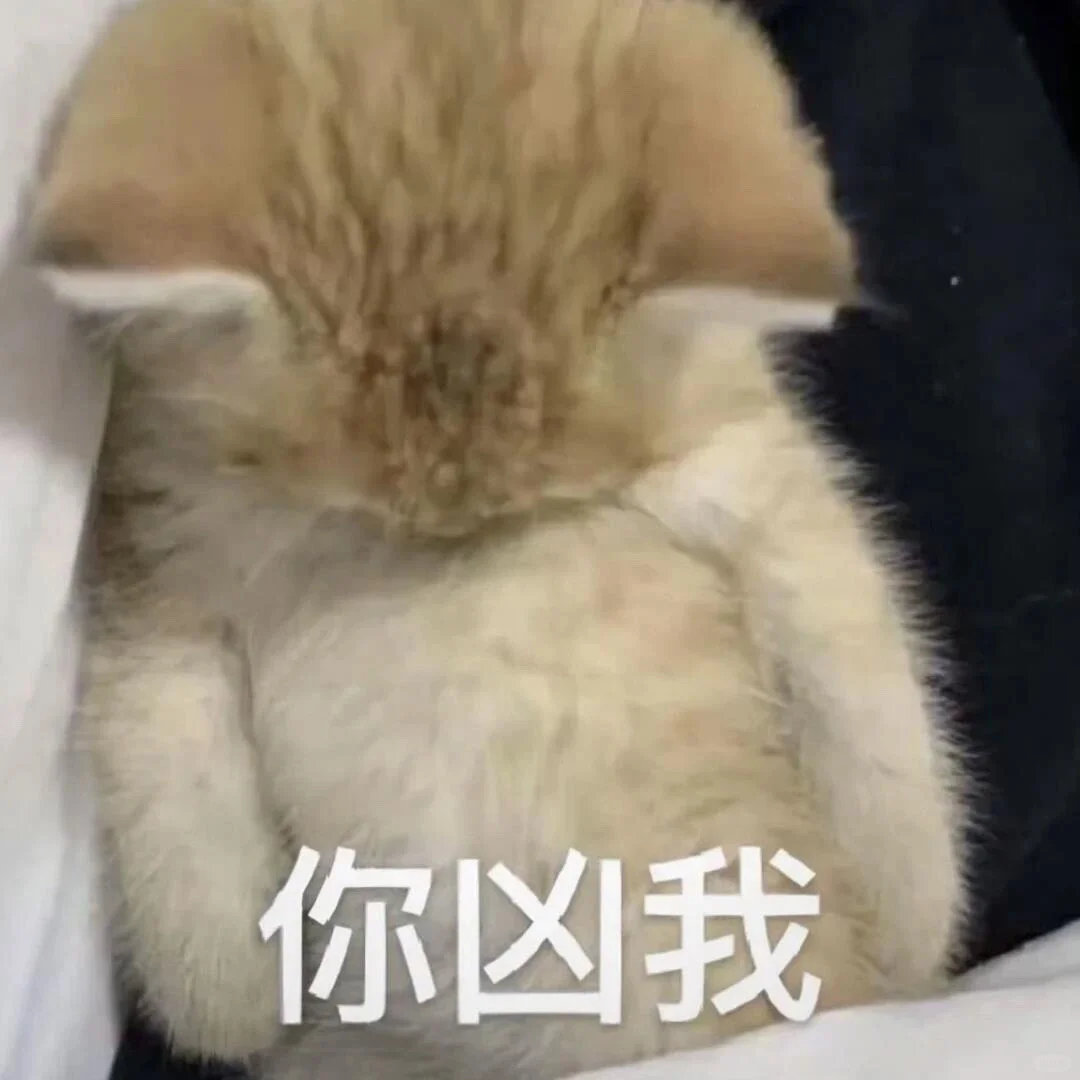 小猫表情包合集