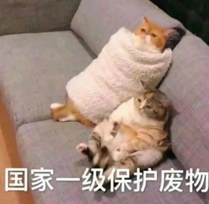 猫咪搞笑表情包第三弹