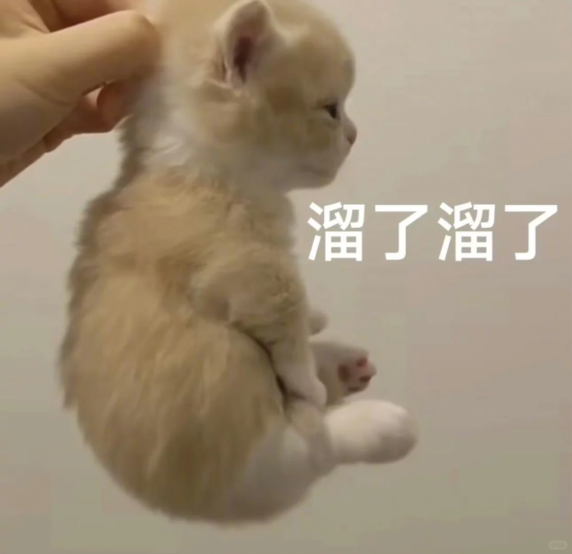 来点低脂小猫表情包 好用爱用?