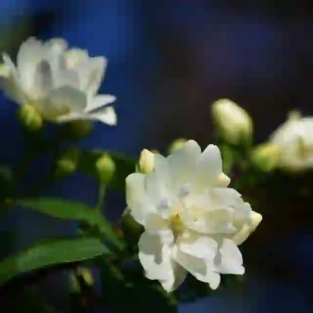 行走的女人花--小花茉莉香水天然香水