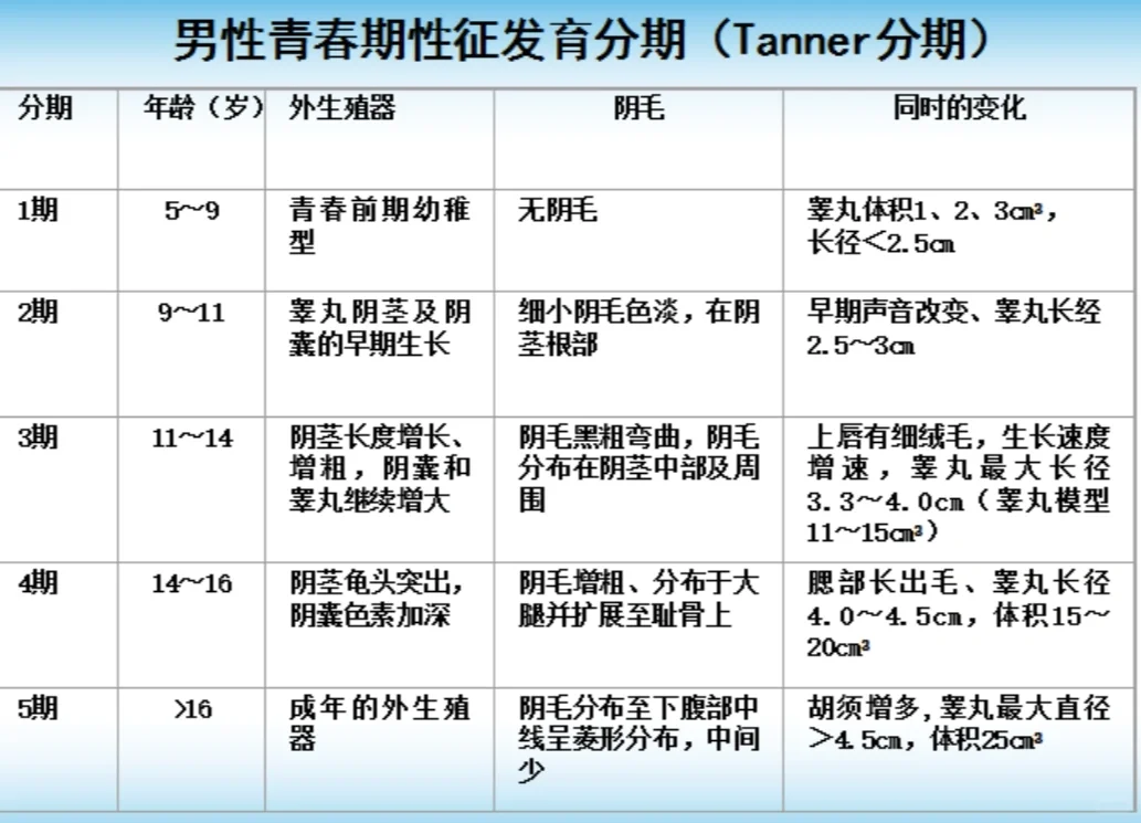 儿童发育分期