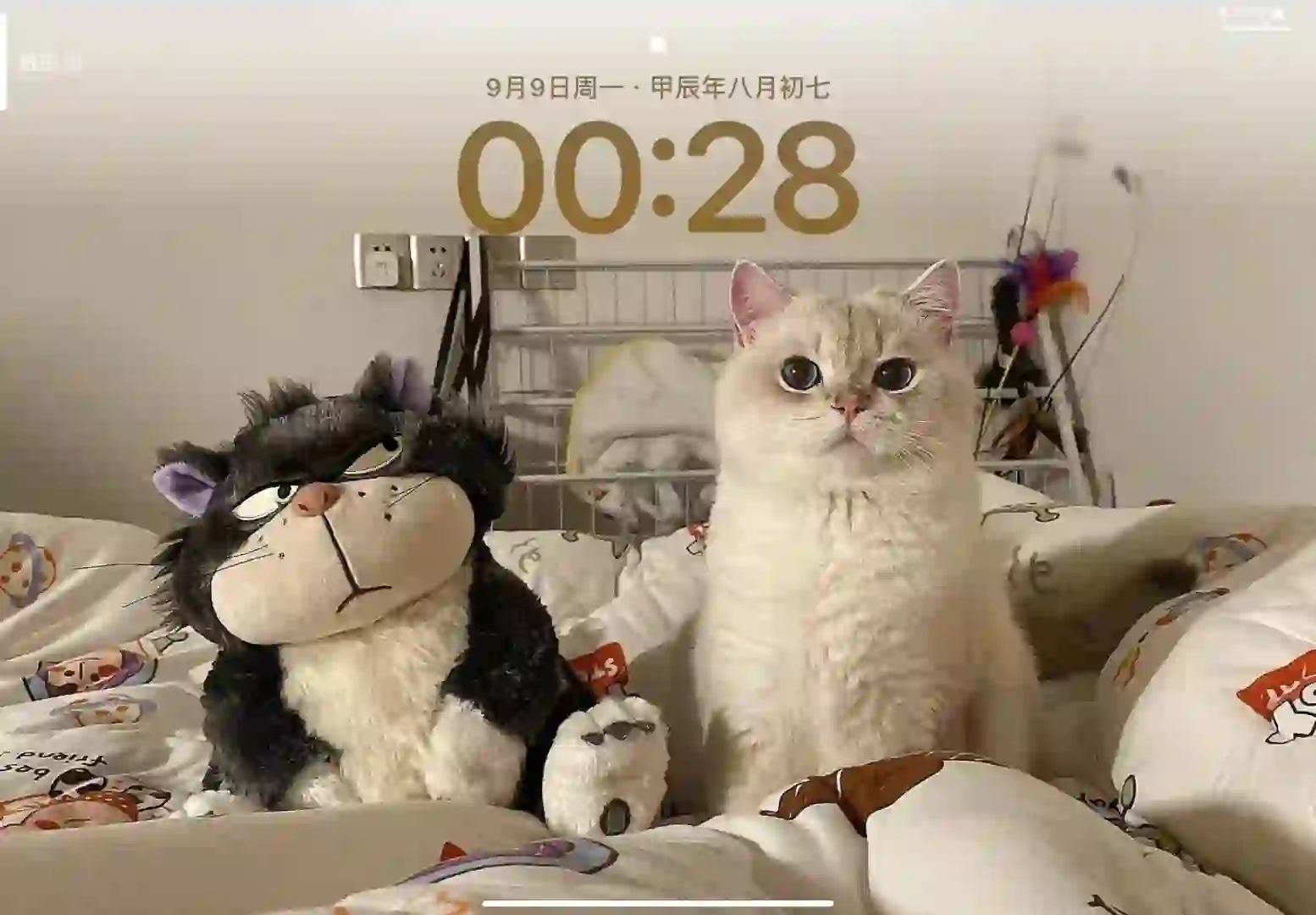 ipad壁纸/小猫?可可爱爱