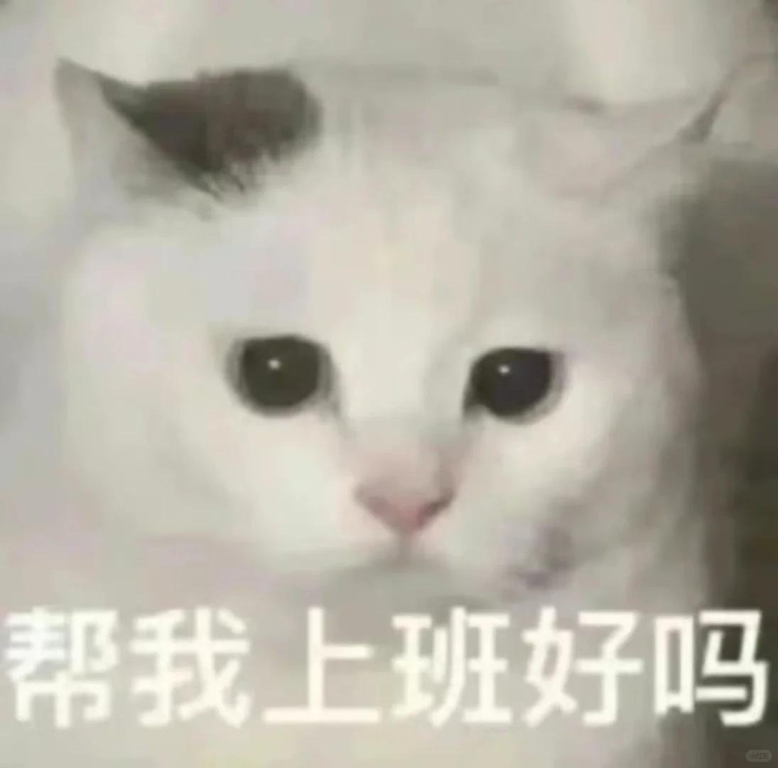 小猫咪！