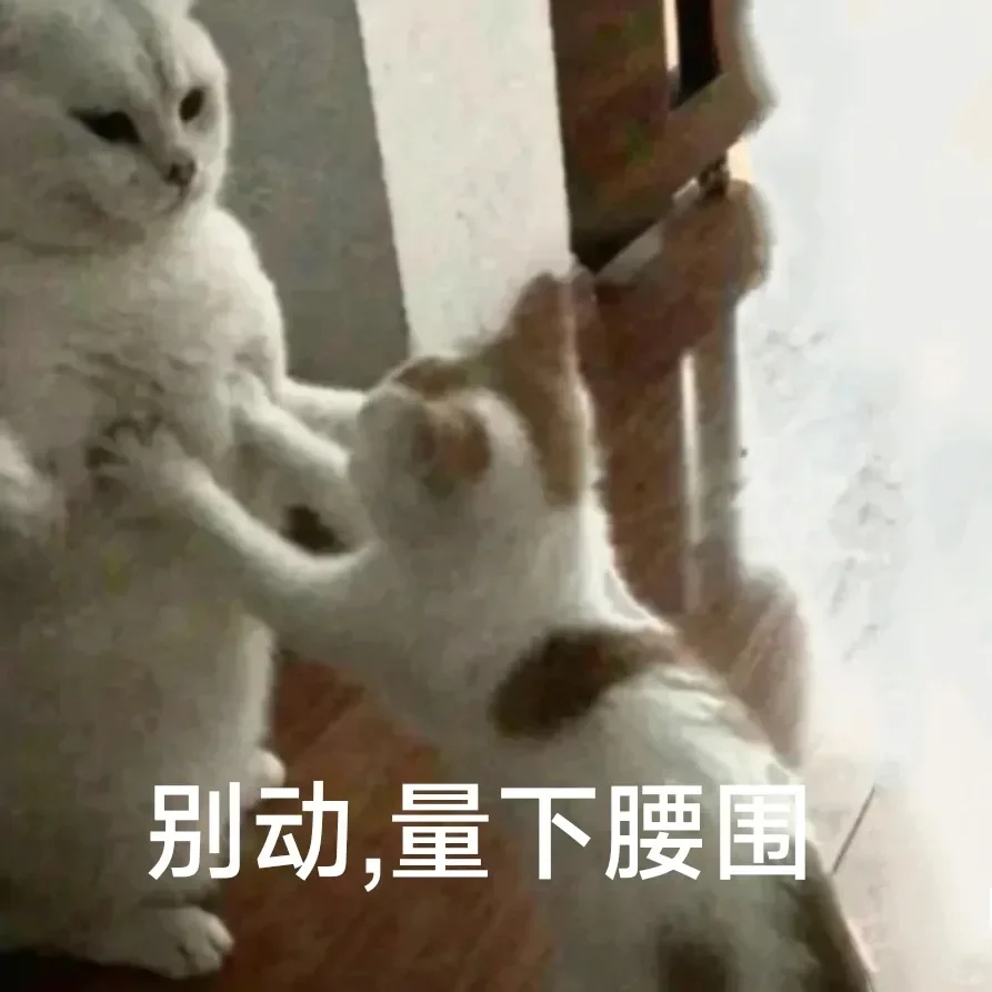 别动！量腰围小猫表情包??