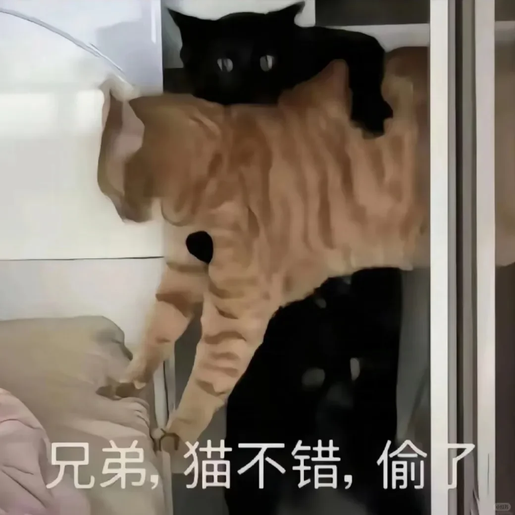 别动！量腰围小猫表情包??