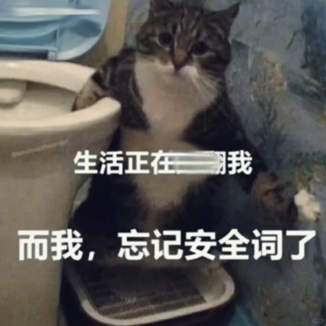 小猫咪！