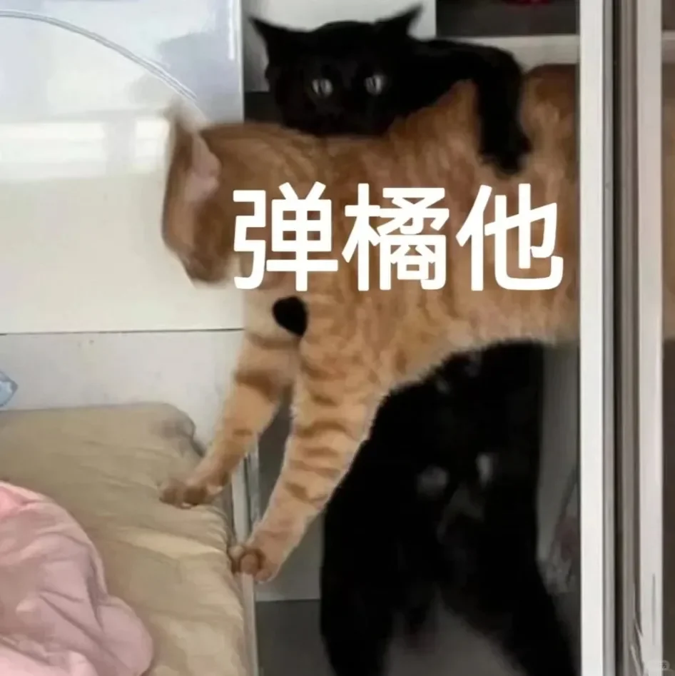 别动！量腰围小猫表情包??