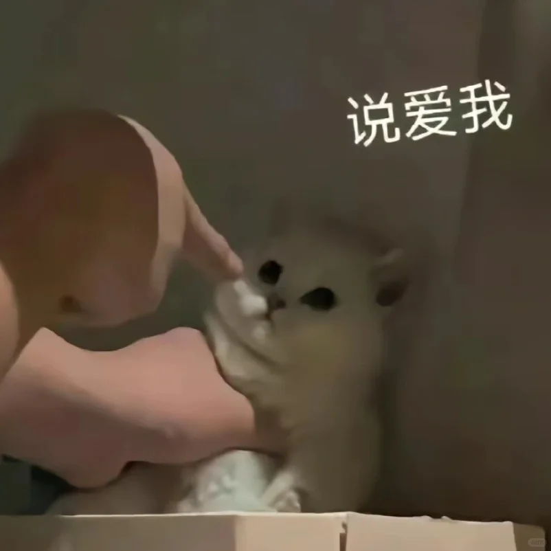 小猫咪！