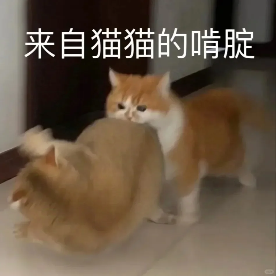 别动！量腰围小猫表情包??