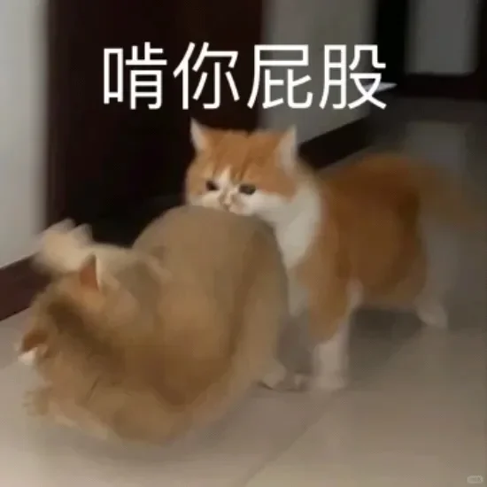 别动！量腰围小猫表情包??