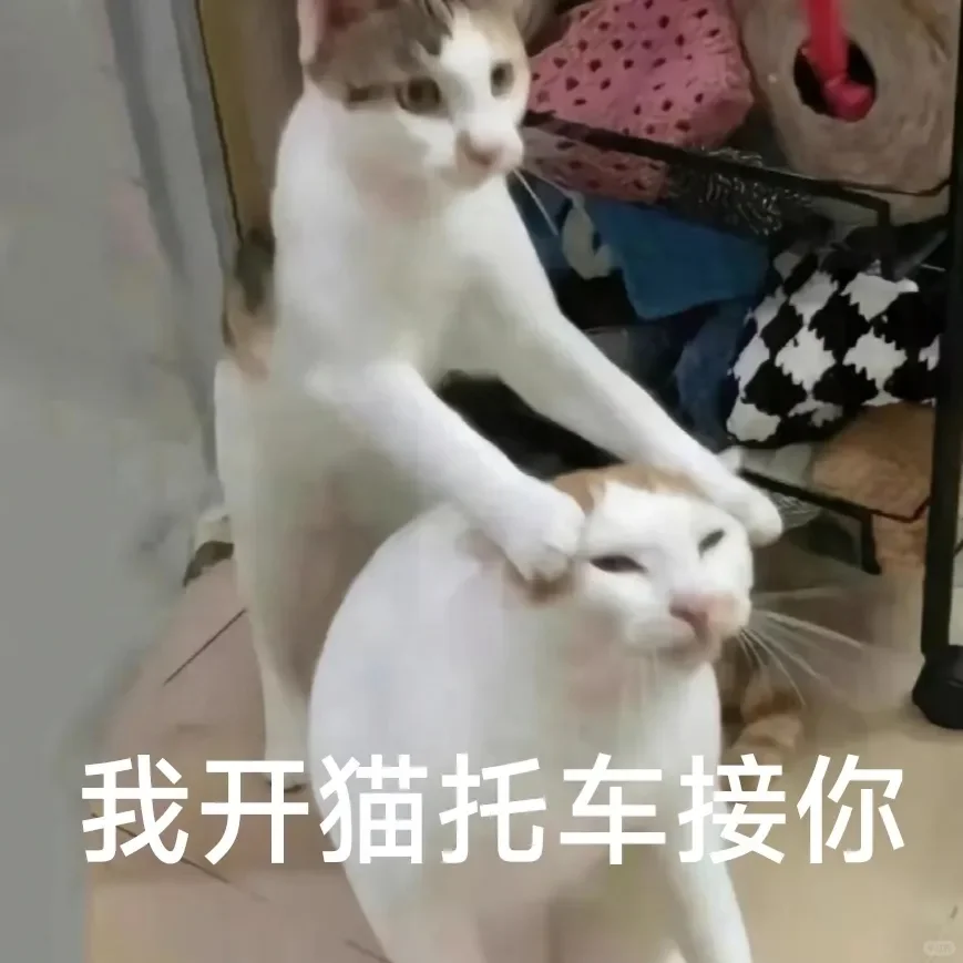 别动！量腰围小猫表情包??