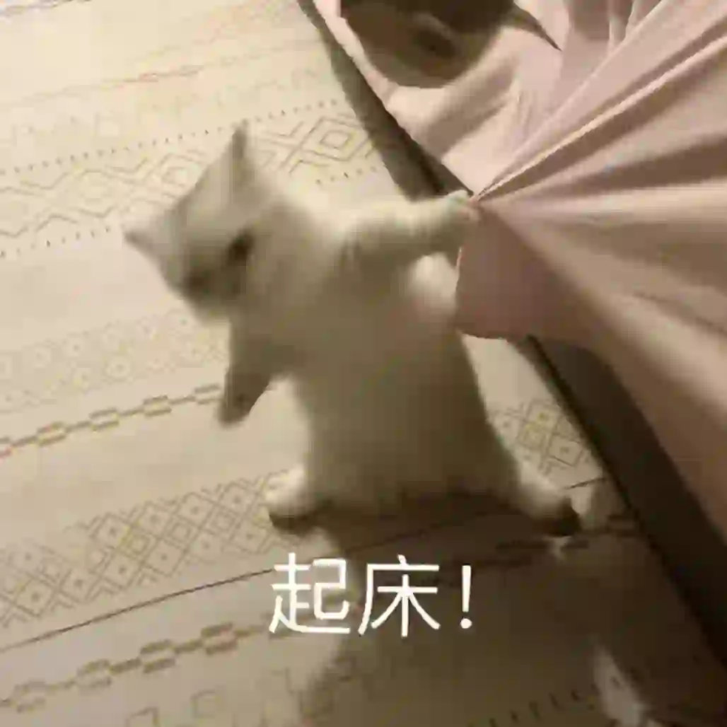 小猫咪！