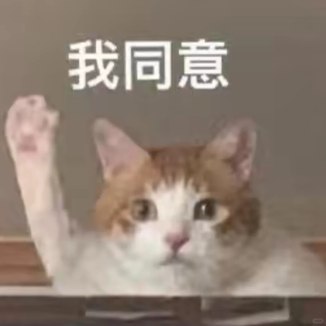 小猫咪！