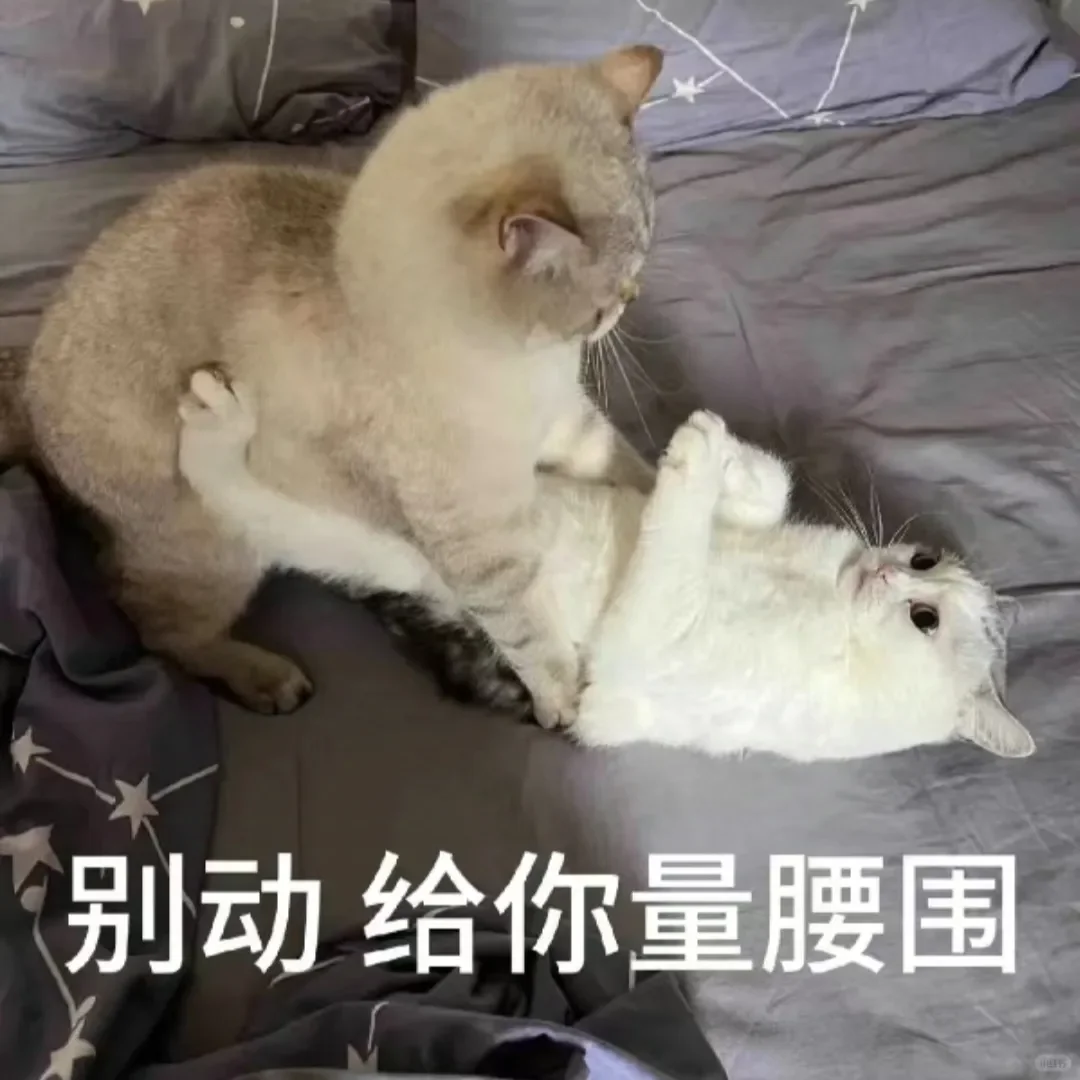 别动！量腰围小猫表情包??