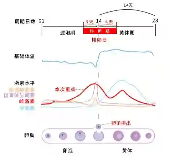 女性周期和各激素变化曲线✔收藏好